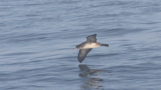Pink-footed Shearwater - off San Diego, CA