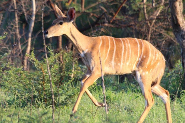 female Nyala