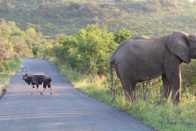 with elephant