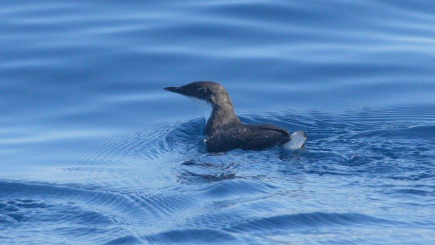 Craveri's Murrelet - off San Diego, CA