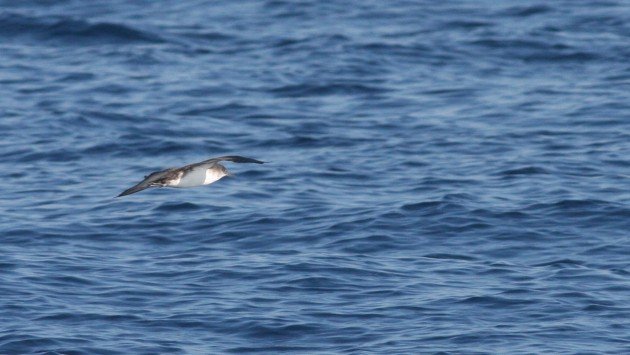 Black-vented Shaearwater - off San Diego, CA