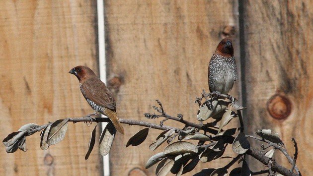 Nutmeg Mannikin, San Diego, CA