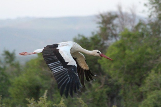 White Stork