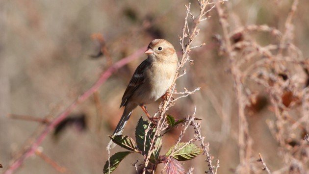 Field Sparrow - Guilford Co, NC