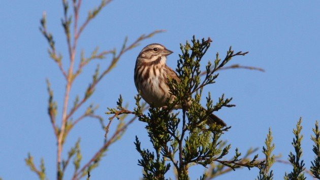 Song Sparrow - Guilford Co, NC