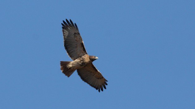 Red-tailed Hawk - Guilford Co, NC