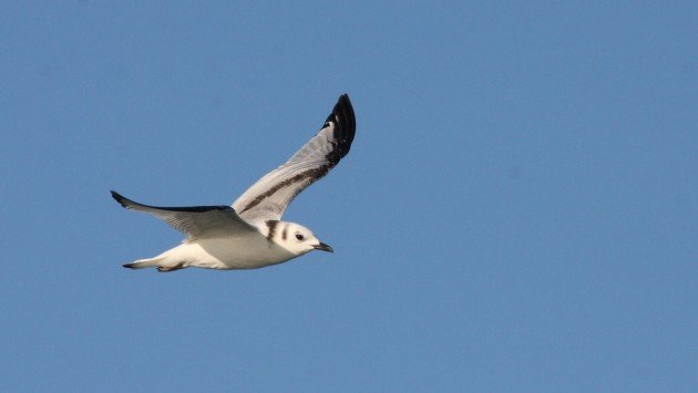 Black-legged Kittiwake, off Hatteras, NC