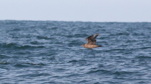 Great Skua, off Hatteras, NC