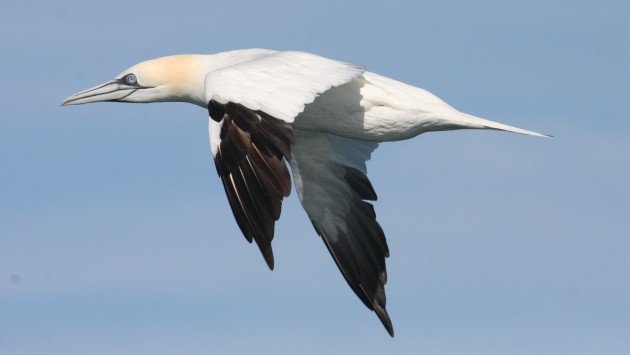 Northern Gannet, off Hatteras, NC