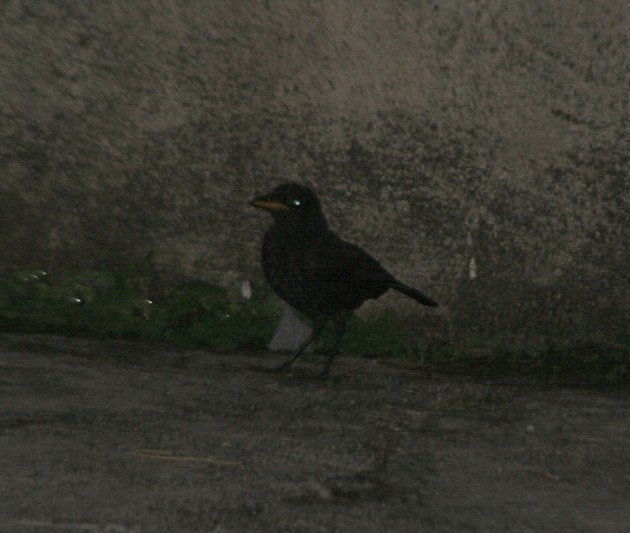 Malaysian Whistling Thrush