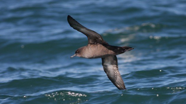 Sooty Shearwater, off Hatteras, NC