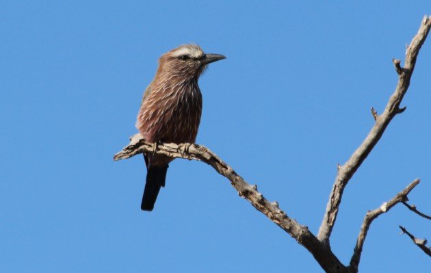 Purple Roller