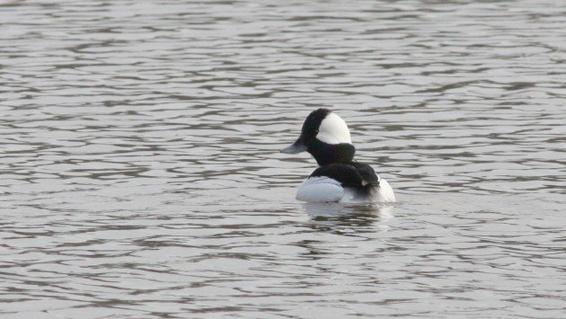 Bufflehead, Guilford Co, NC