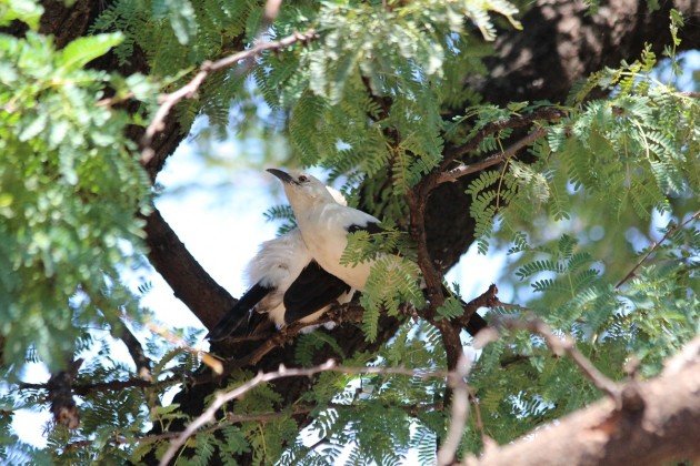 pair of babblers