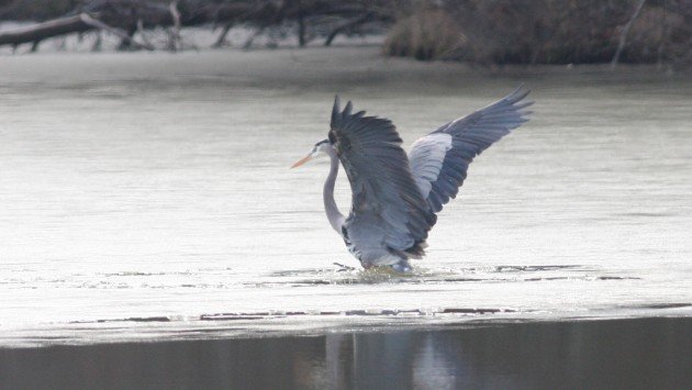 Great Blue Heron, Guilford Co, NC