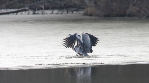 Great Blue Heron, Guilford Co, NC