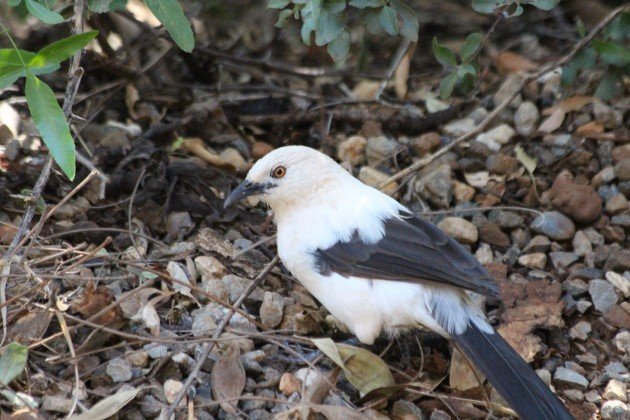 Southern Pied Babbler