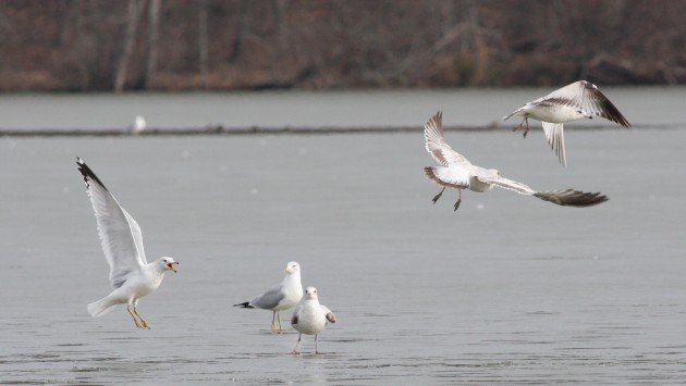 Ring-billed Gulls, Guilford Co, NC