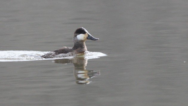 Ruddy Duck, Guilford Co, NC