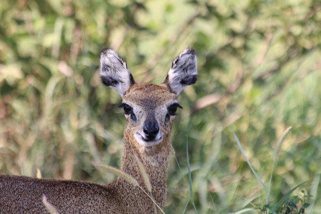 female klipspringer