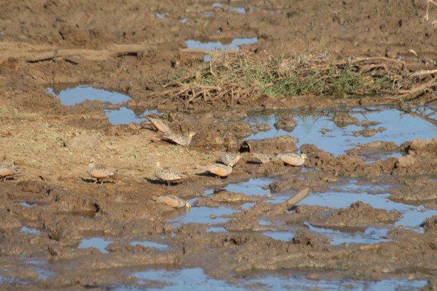 sandgrouse