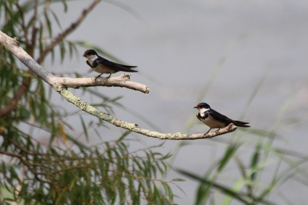 White-throated Swallows