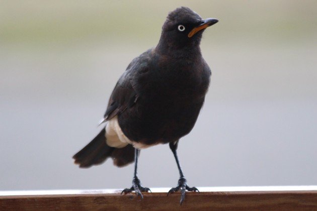 Pied Starling