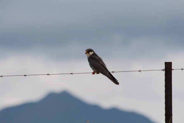 Amur Falcon