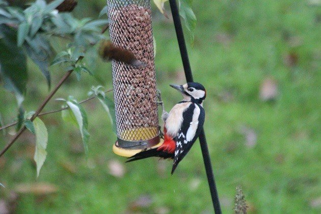 Great Spotted Woodpecker