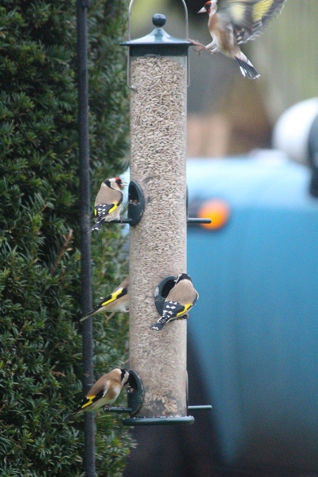 Goldfinches