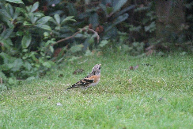 Brambling