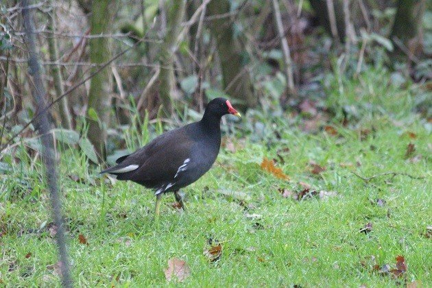 moorhens