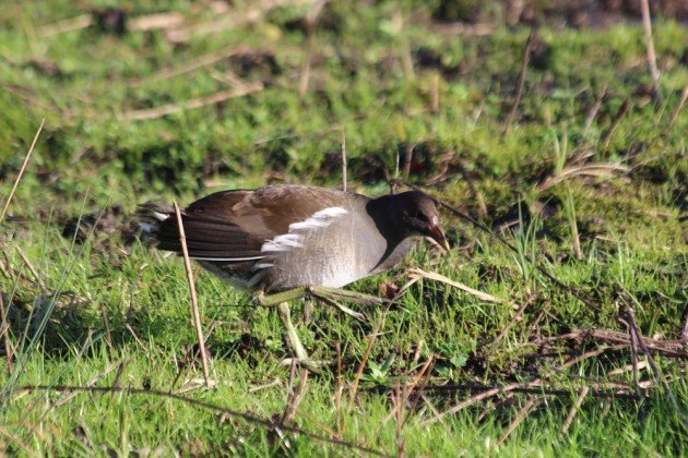 Common Moorhen