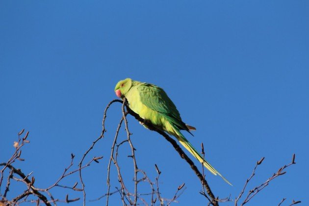 ringed parakeet