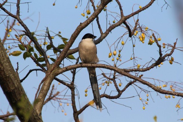 azurewinged magpie