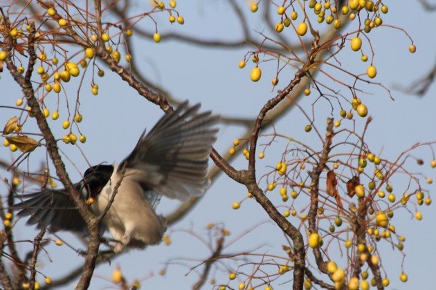 magpie flying