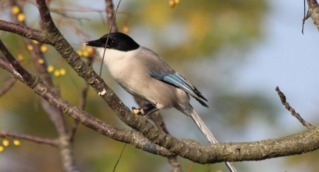 Azure winged Magpie