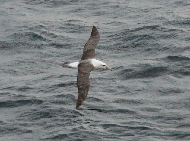 white-capped albatross 1