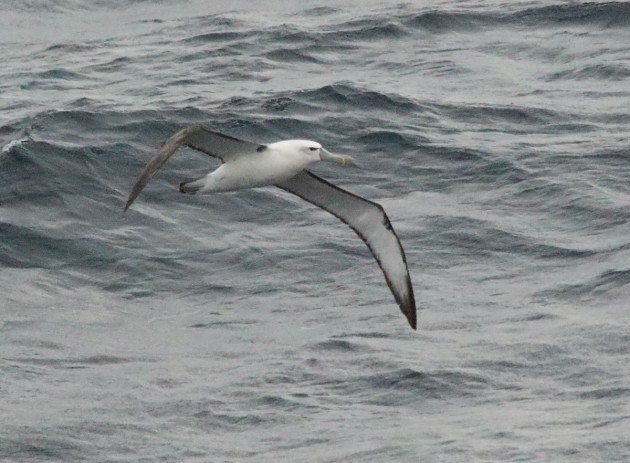 underwing white-crowned albatross