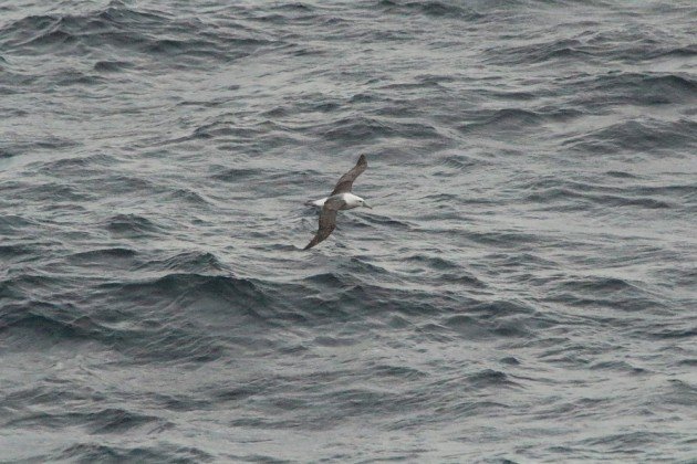 albatross from ferry