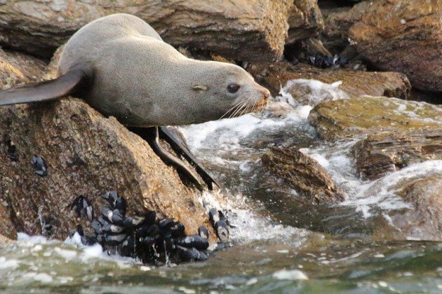 New Zealand Fur-seal