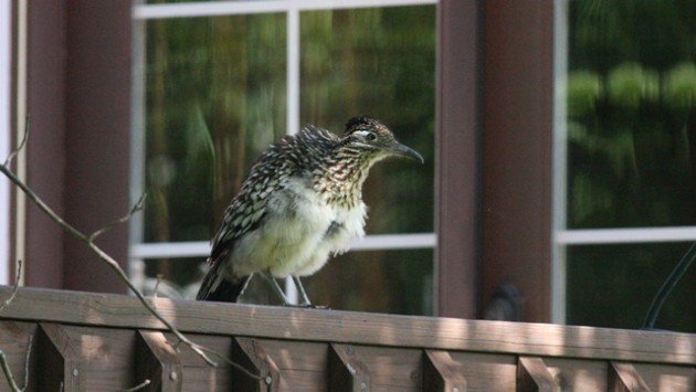 Greater Roadrunner  Missouri Department of Conservation