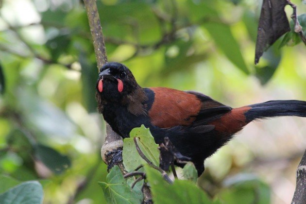 adult saddleback