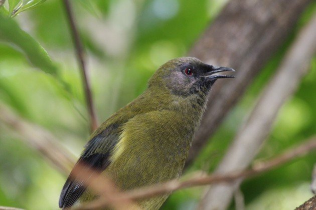 bellbird