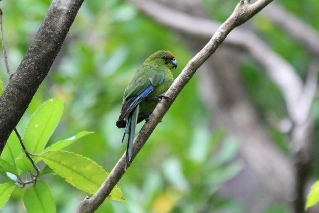 yellow-crowned parakeet