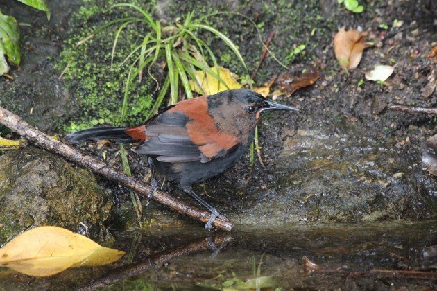 south island saddleback