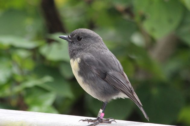 South Island Robin