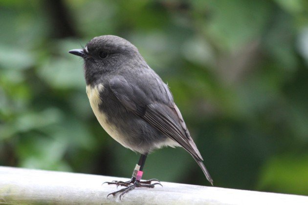 South Island Robin