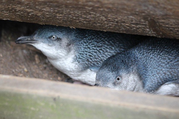 blue penguins