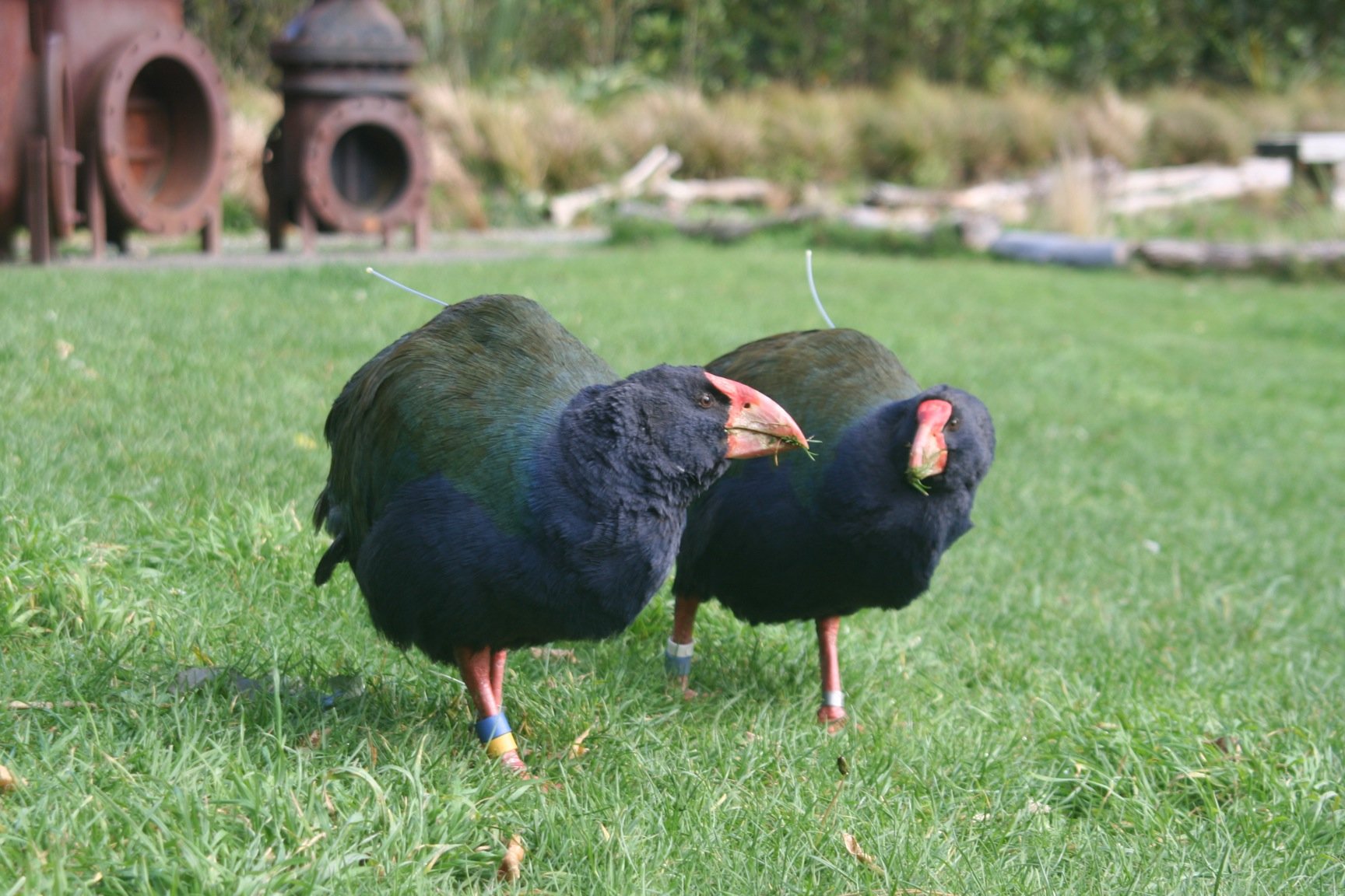 Takahe